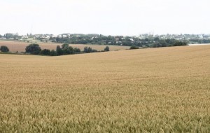 Украина собирается расширять рамочное соглашение с сельскохозяйственной организацией ООН