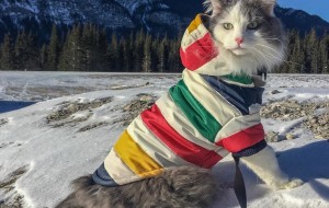 Подорожі з кицею. Хазяїн не може покинути свого улюбленця навіть коли відправляється в мандри