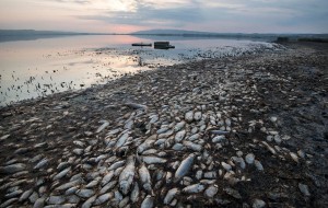 В серці Європи гине озеро. Тисячі мертвих риб там, де недавно була вода